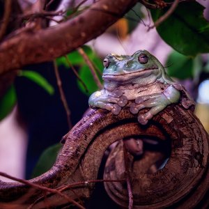 Korallenfinger Laubfrosch